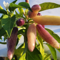 Semillas de Chile KS White Thai - 10 Semillas | Variedad Khang Starr