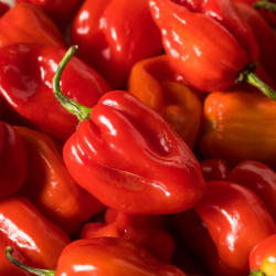 Red Habanero Seeds - 10 Seeds | Caribbean Classic