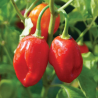 Punainen Habanero chilin siemenet - 10 kpl