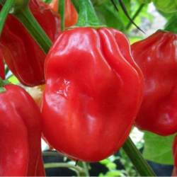 Habanero Vermelho 10 sementes