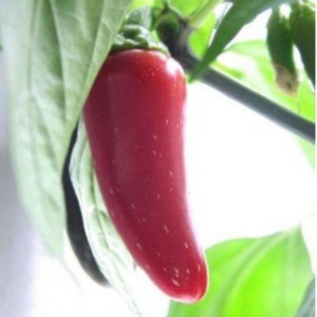 Semi di Peperoncino Jalapeño - 10 Semi