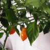 Habanero Orange Chilisamen - 10 Stück | Tropisch & Aromatisch
