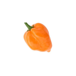 Orange Habanero 10 seeds