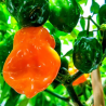 Graines de Piment Habanero Orange - 10 Graines