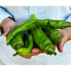 Big Jim Riesenchili Samen - 10 Stück | Größte Chili der Welt