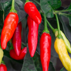 Graines de Piment Tabasco - 10 Graines