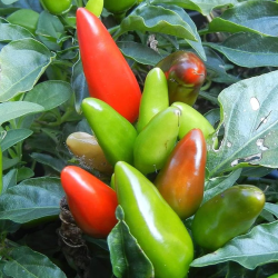 Tabasco Chilisamen - 10 Stück | Original Saucen-Zutat