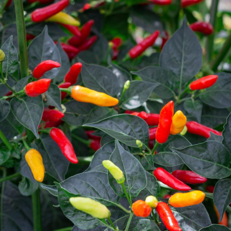 Tabasco Pepper Seeds - 10 Seeds | The Famous Sauce Chili