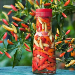 Tabasco Chilisamen - 10 Stück | Original Saucen-Zutat