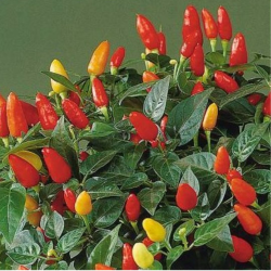Tabasco Pepper Seeds - 10 Seeds | The Famous Sauce Chili