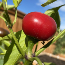 Semillas de Chile Cherry Hot - 10 Semillas | Ideal para Conservas