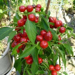 Cherry Hot Chilisamen - 10 Stück | Ideal zum Einlegen