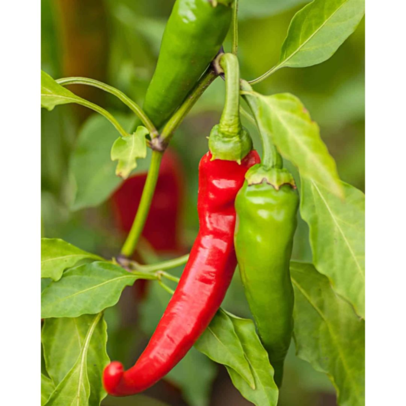 Semillas de Chile Diablo Grande - 10 Semillas | Picante Italiano