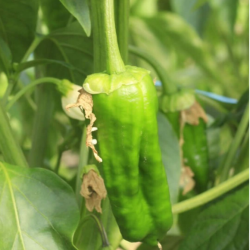 Pimento Padrón 10 seeds