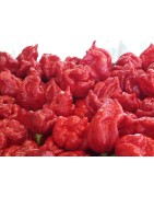 Nasiona Nuclear papryczka chilli  od GUINNESS TOP